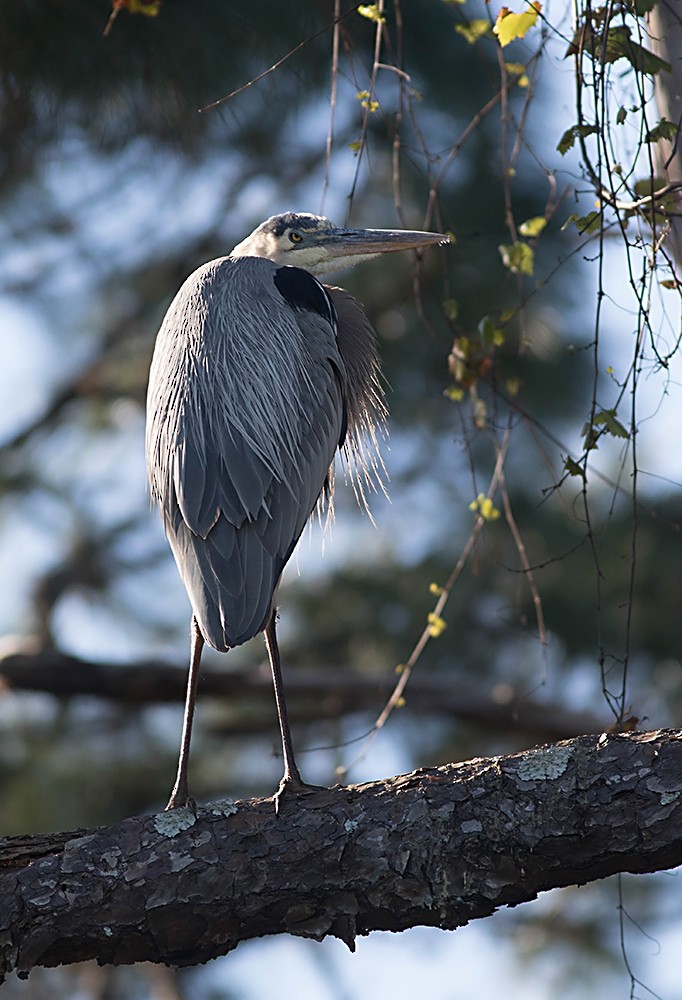 Great Blue Heron - ML50041951