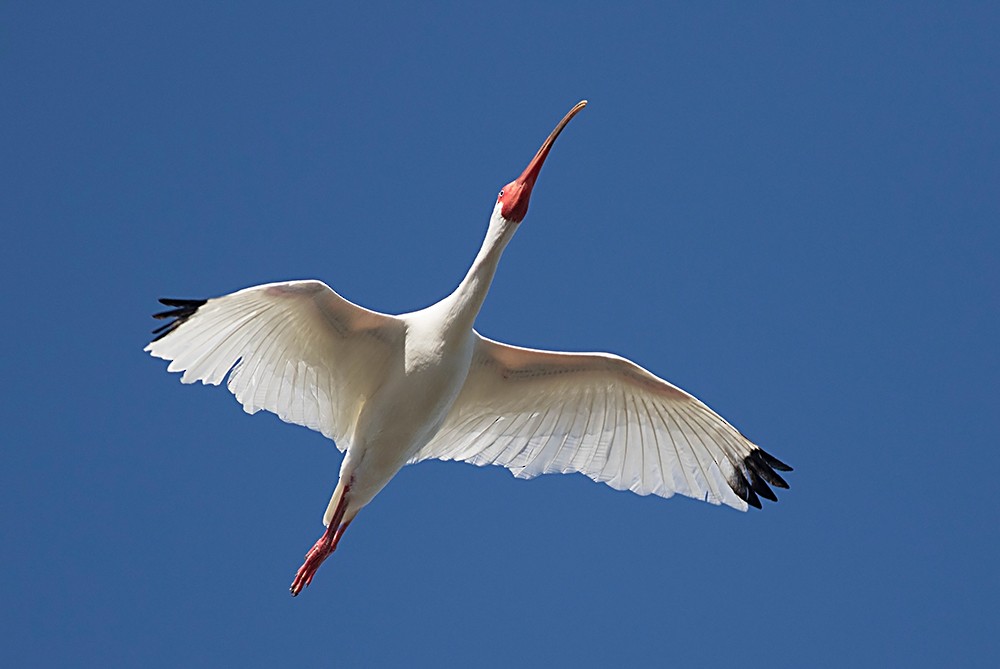 White Ibis - Tony Leukering