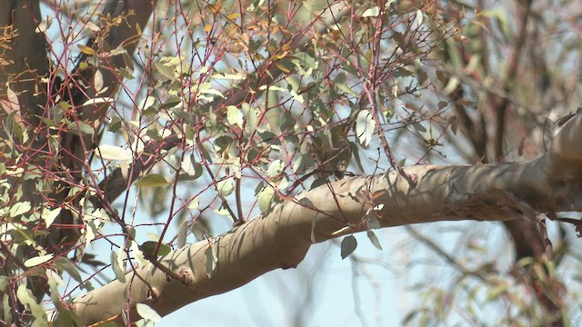 White-plumed Honeyeater - ML500420611