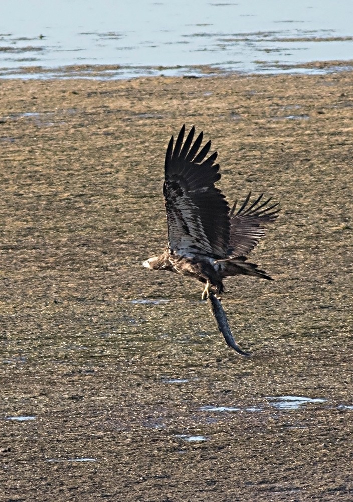 Bald Eagle - ML50042151