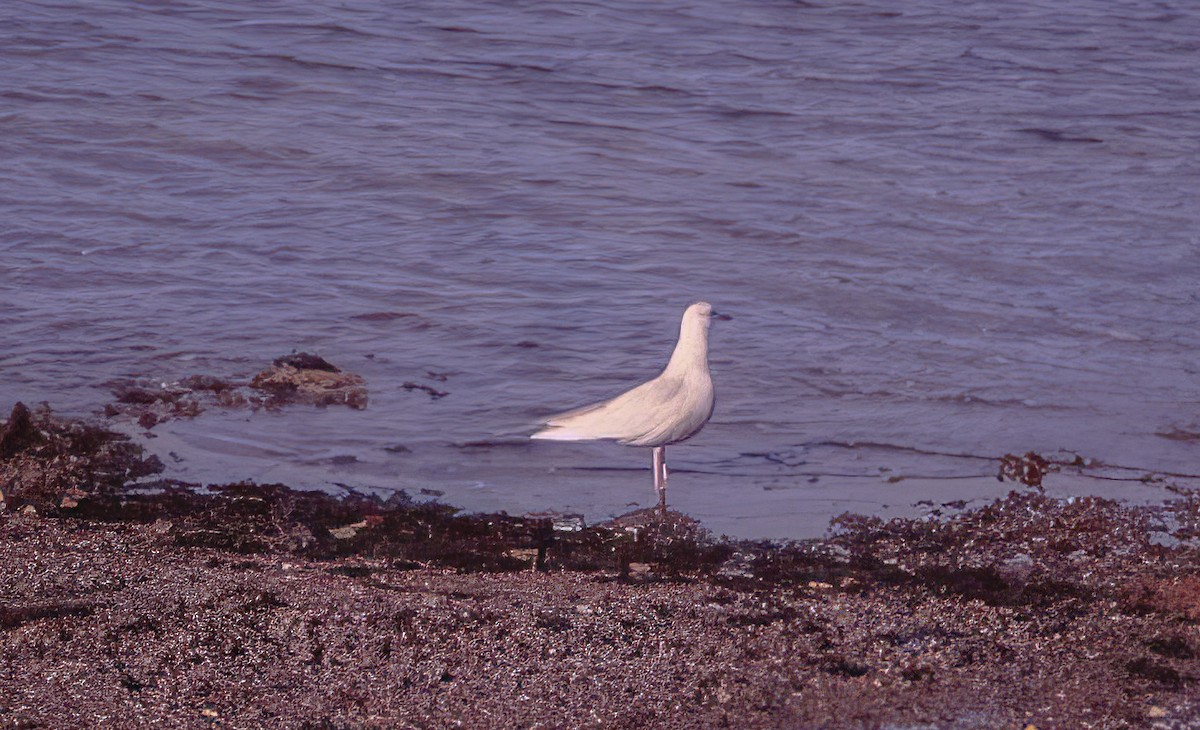 Iceland Gull (kumlieni) - Nick Pulcinella