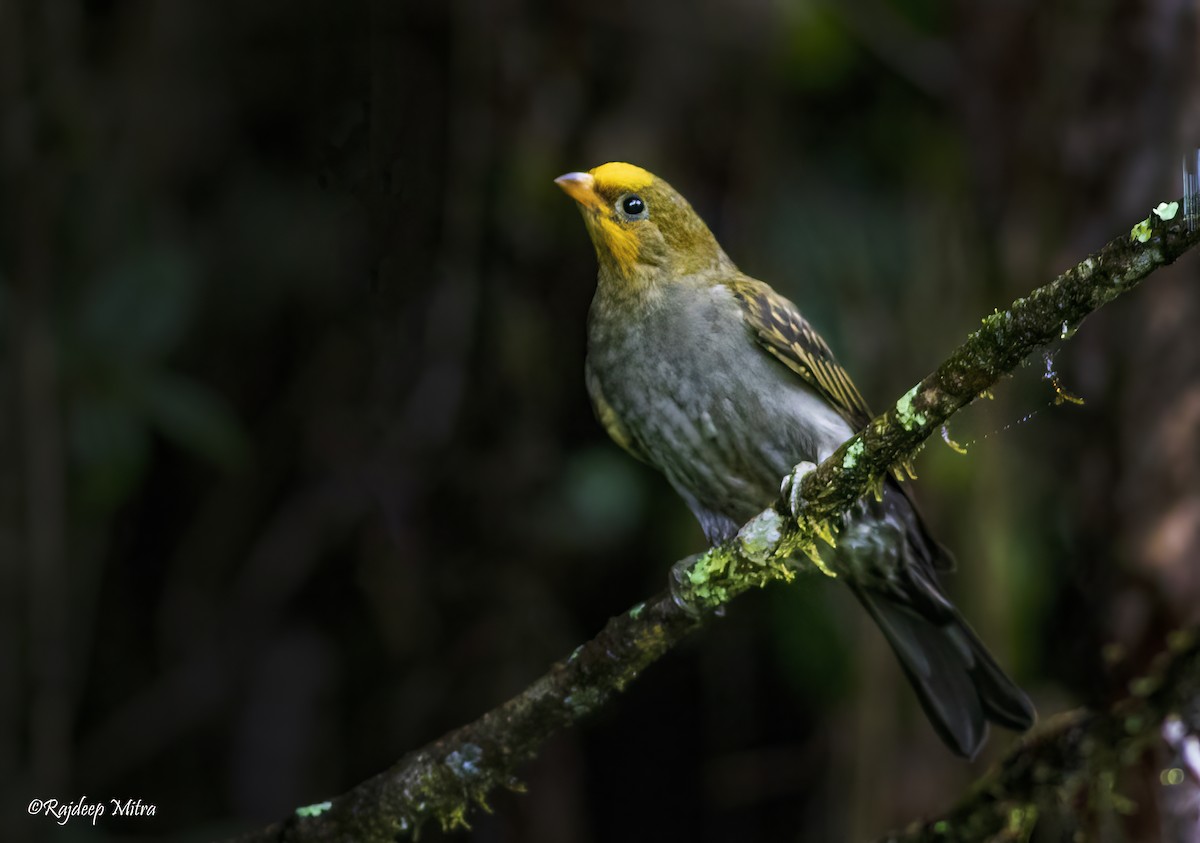 Yellow-rumped Honeyguide - Rajdeep Mitra