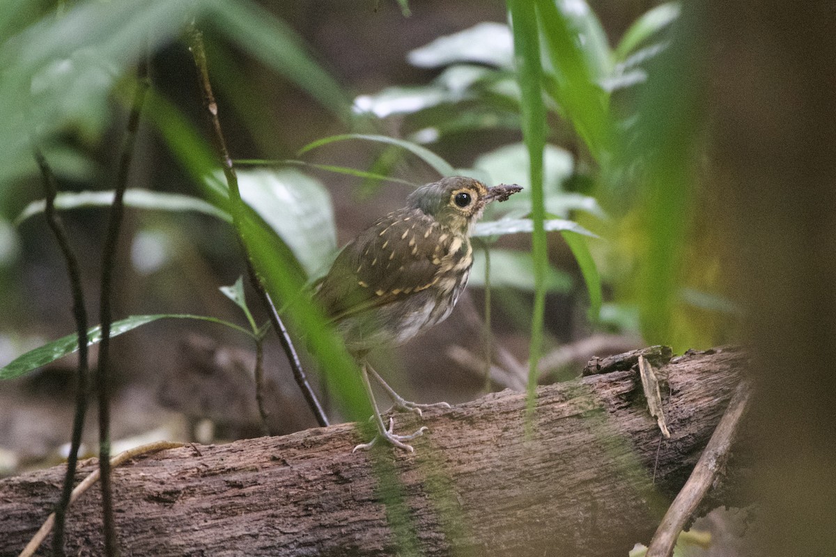 Streak-chested Antpitta (Eastern Panama) - ML500422611