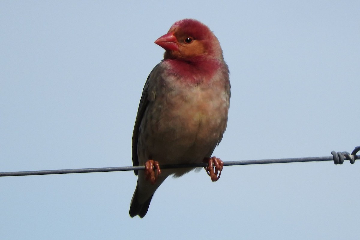 Red-billed Quelea - Dieter Oschadleus