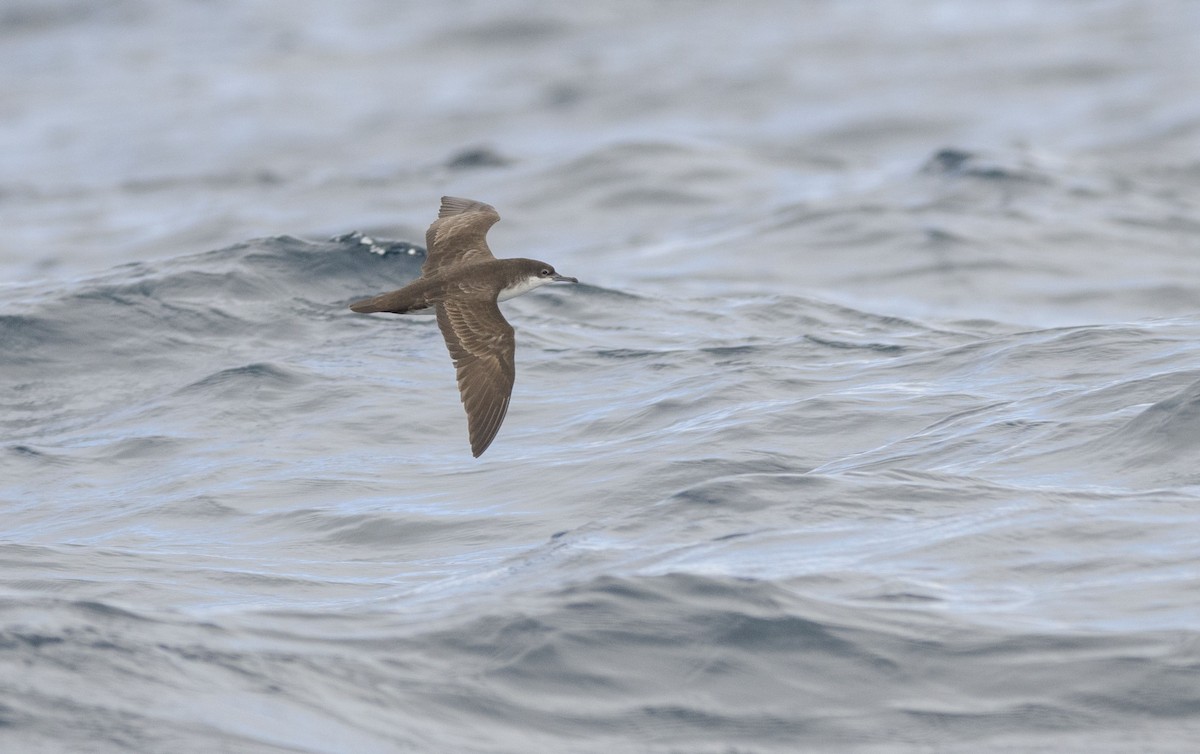 Галапагосский буревестник - ML500425111