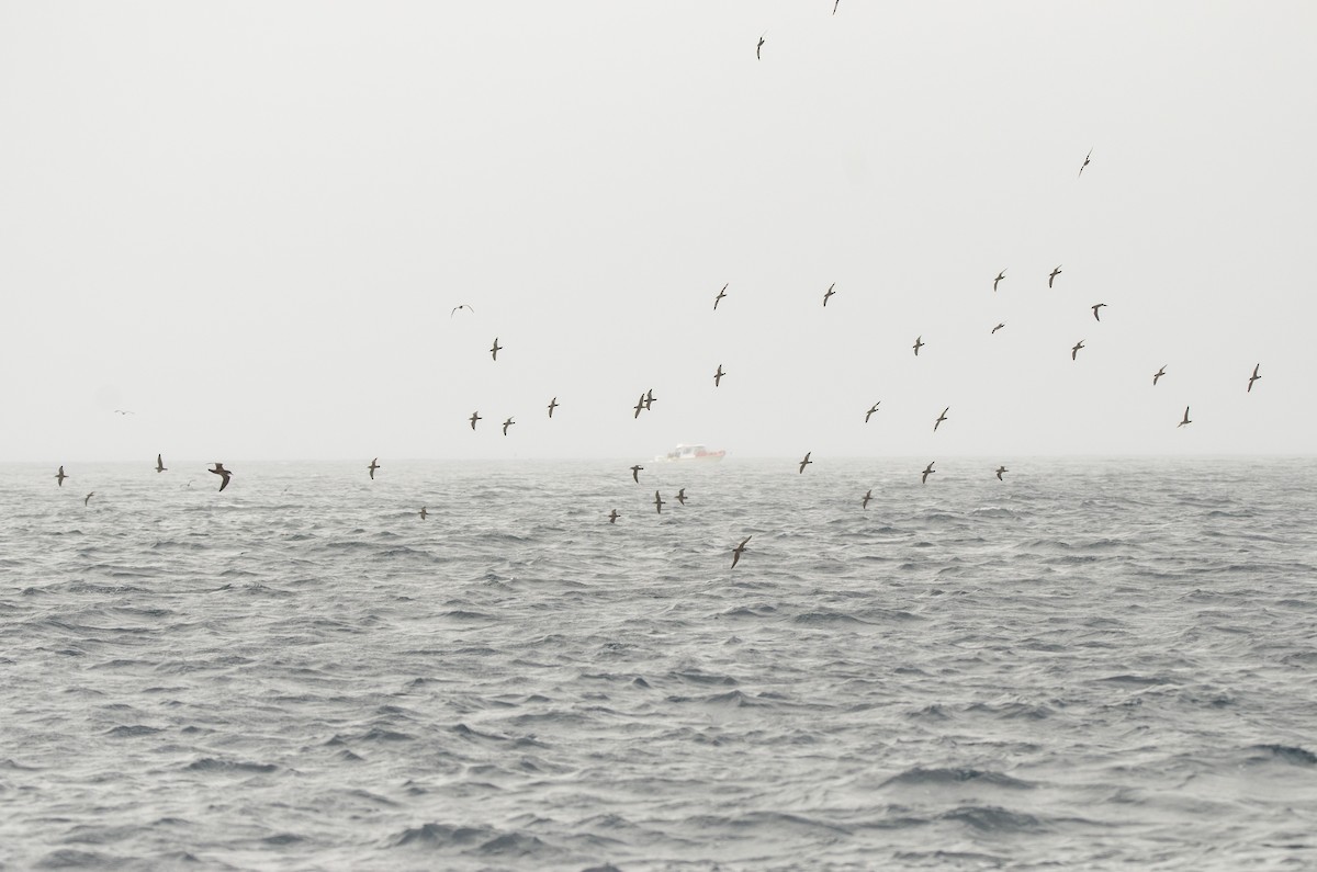 Галапагосский буревестник - ML500425151