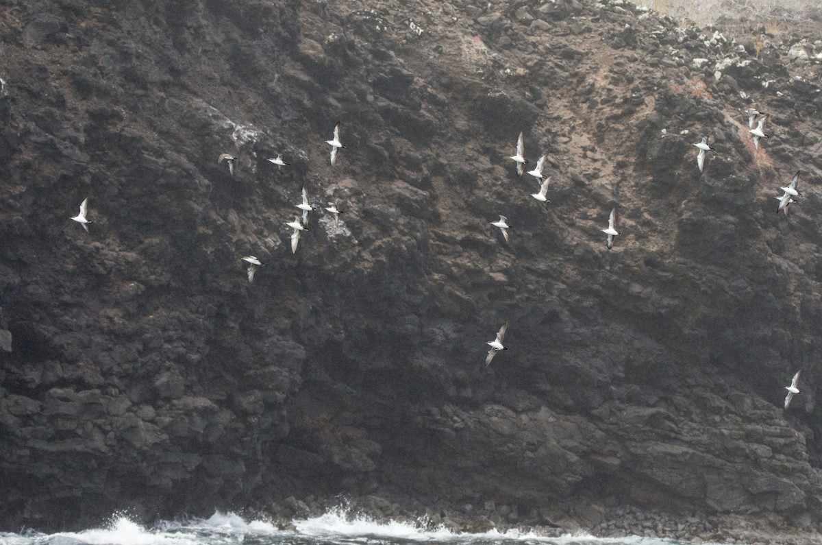 Галапагосский буревестник - ML500425171