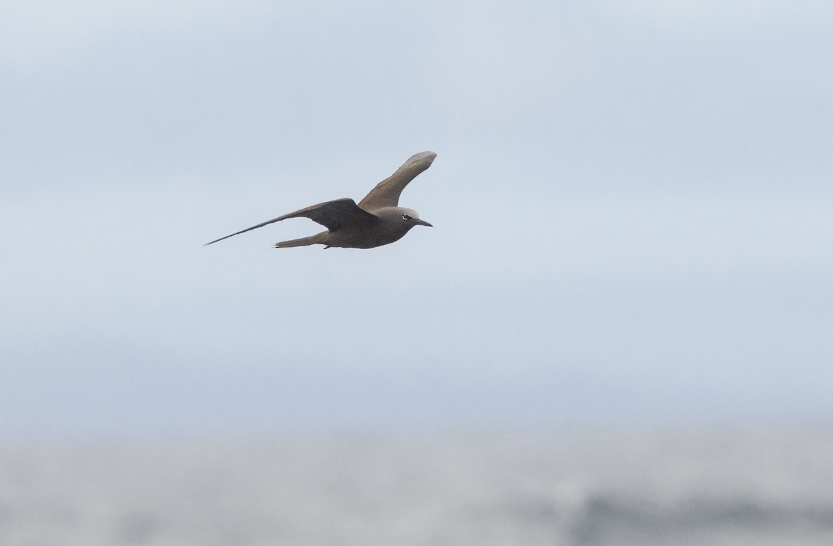 Бурая кланяющаяся крачка - ML500425241