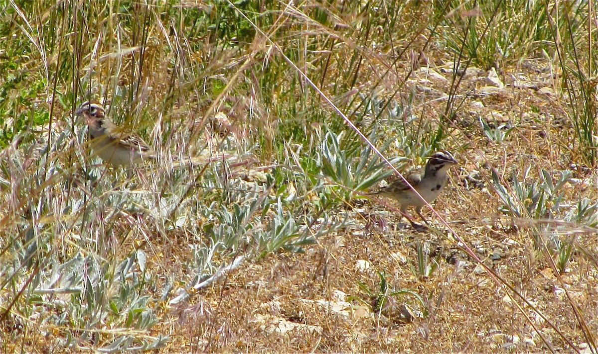 Потюк - ML50042531