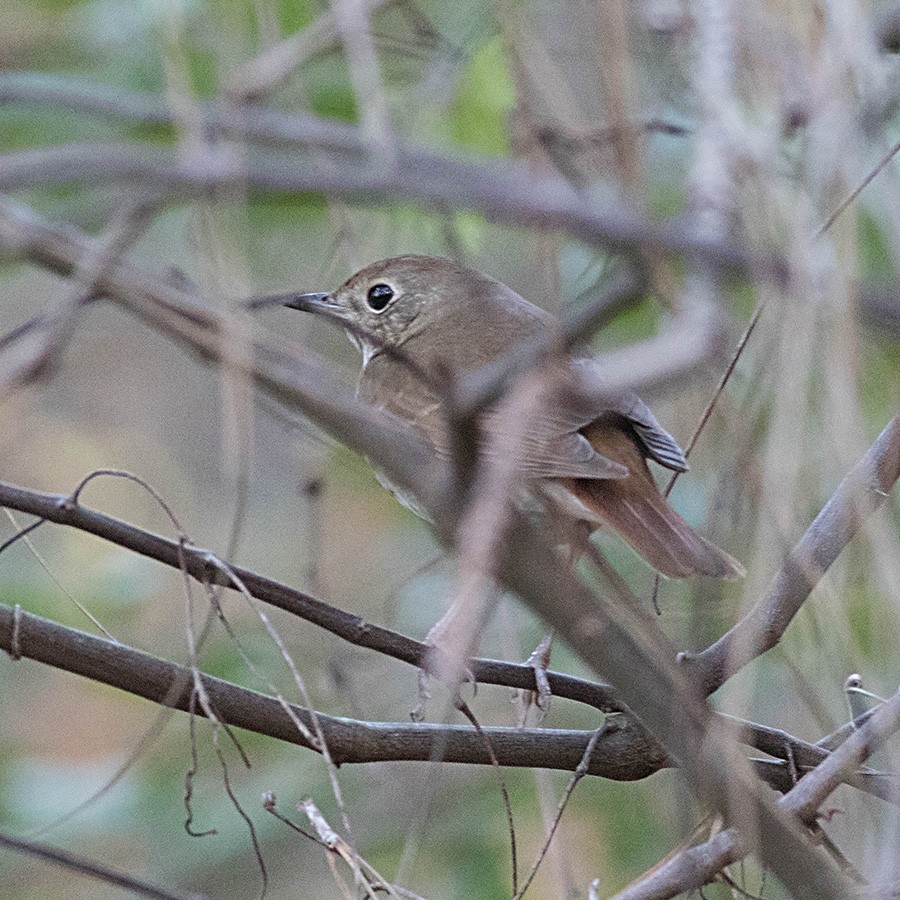 Hermit Thrush (faxoni/crymophilus) - Tony Leukering