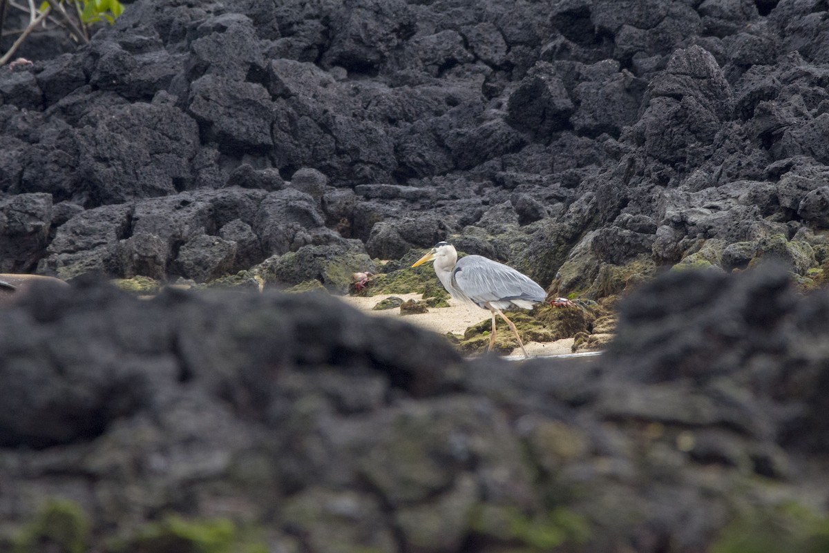 Большая голубая цапля [группа herodias] - ML500425421