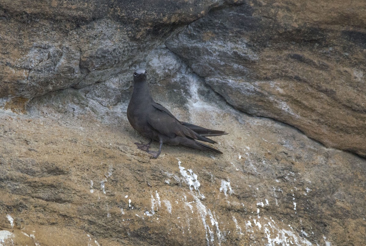 Бурая кланяющаяся крачка - ML500425431