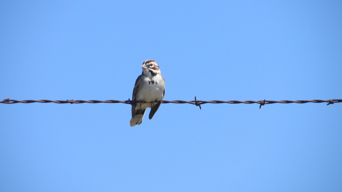 Потюк - ML50042561