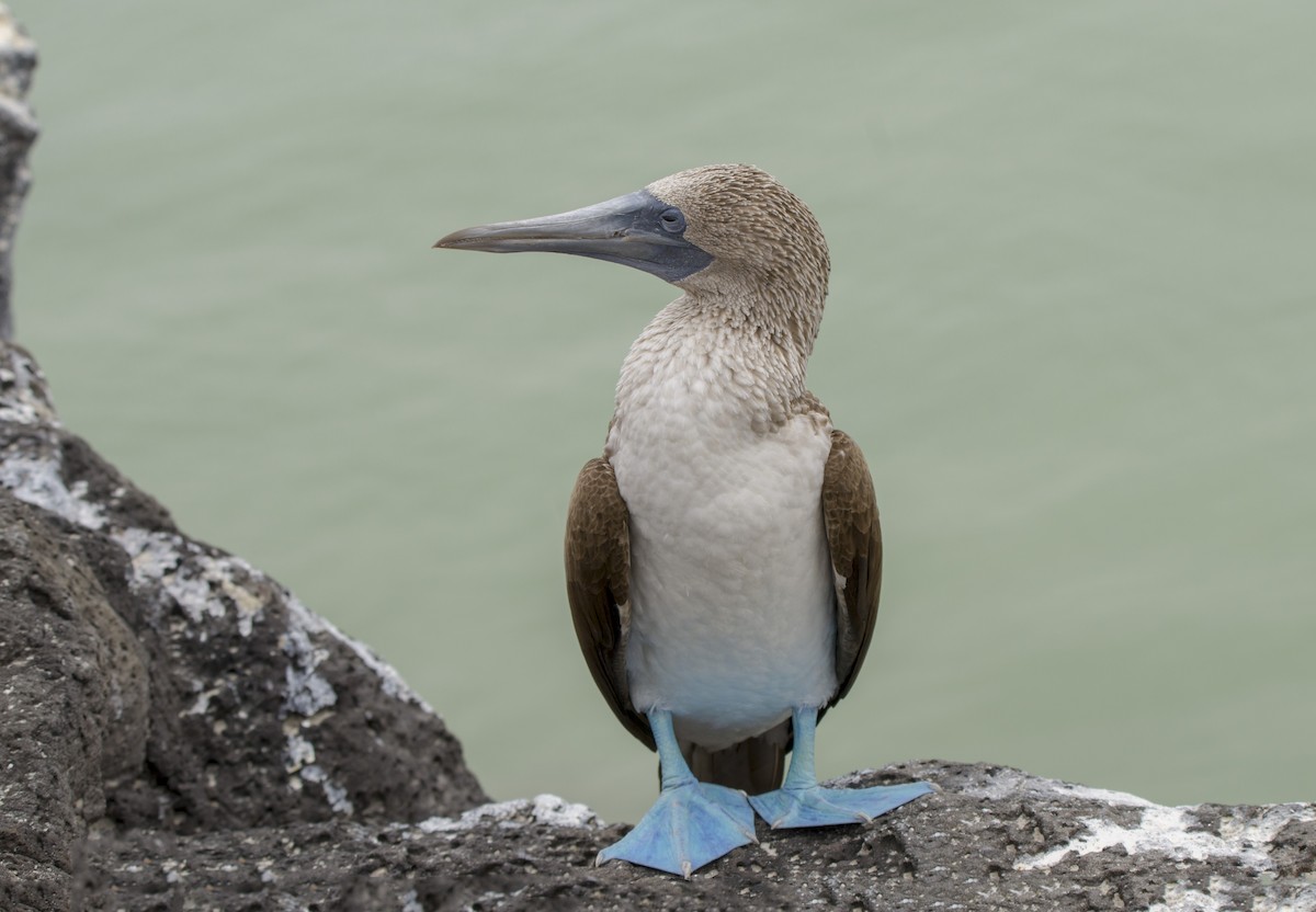 Blue-footed Booby - ML500425791