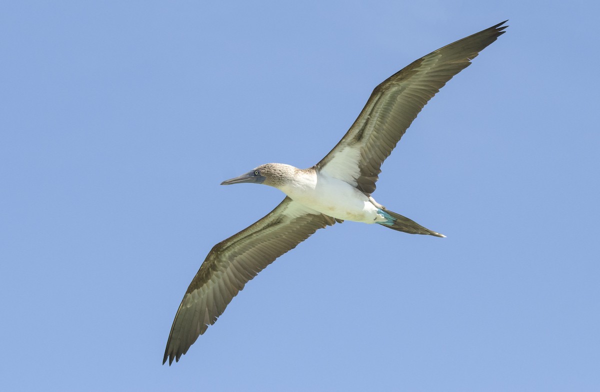 Blue-footed Booby - ML500426461