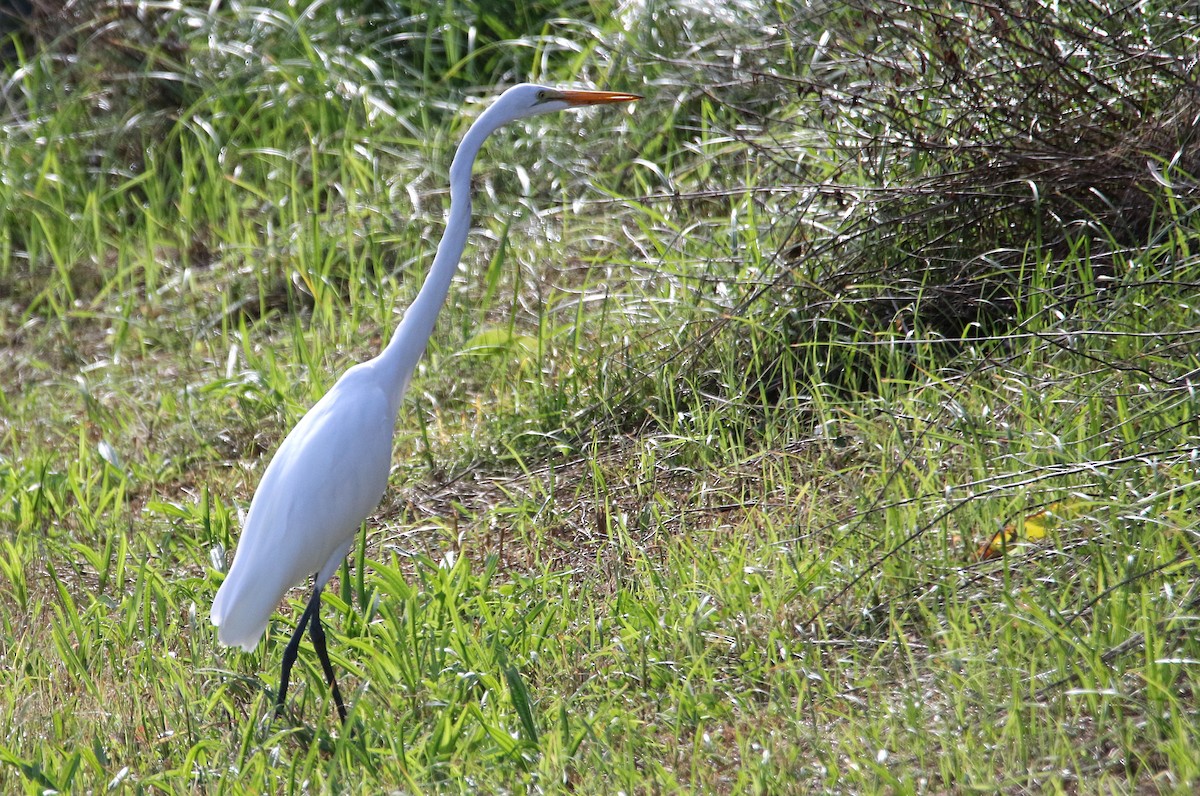 ダイサギ（egretta） - ML500426581