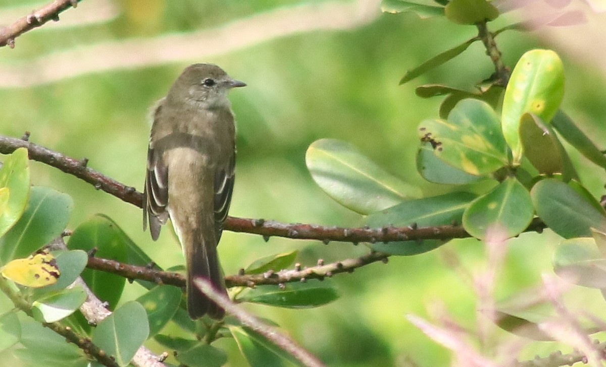 Lesser Elaenia - ML500426961