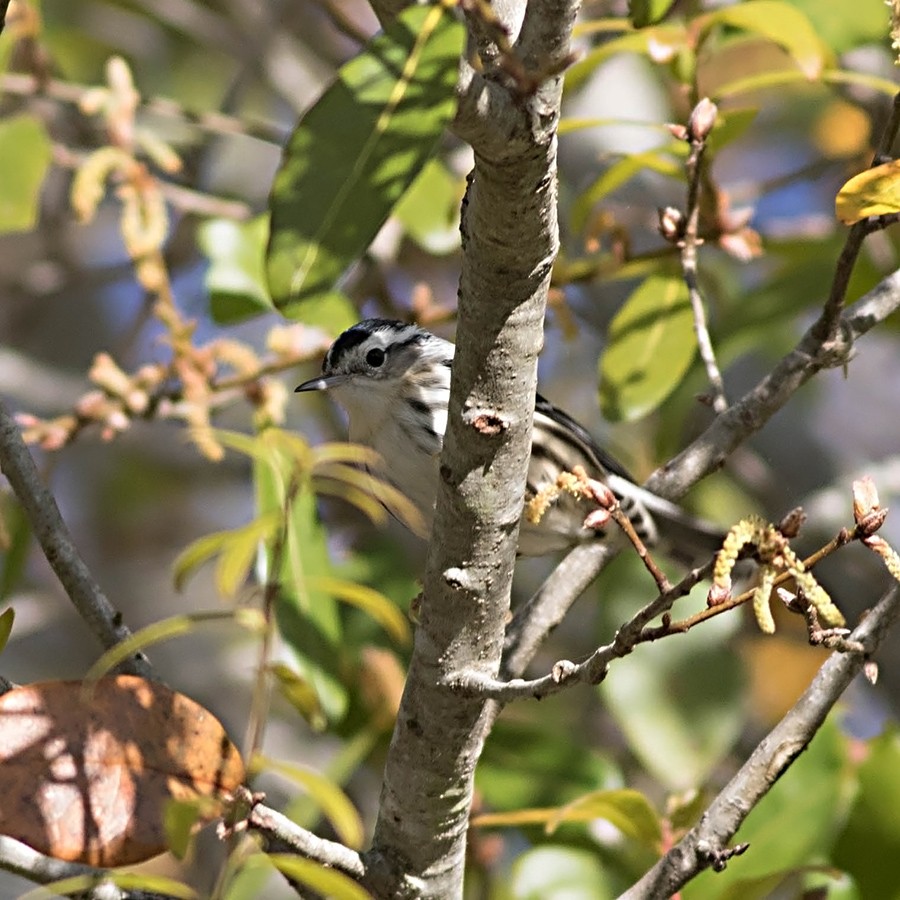 Black-and-white Warbler - ML50042831