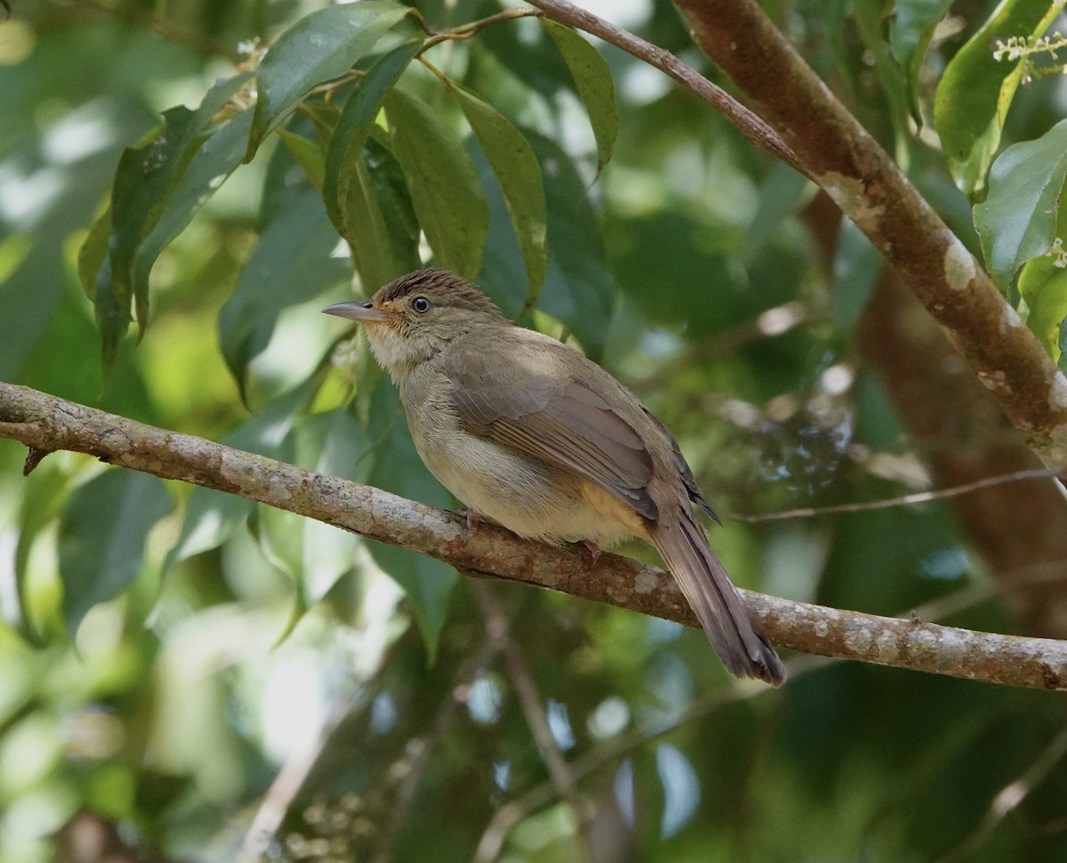 Olive Bulbul (Baker's) - David Diller