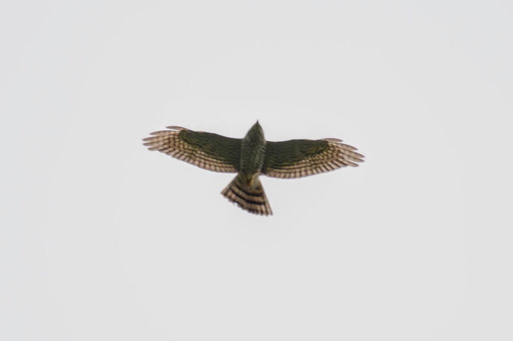 Azor/Gavilán sp.  (Accipiter sp.) - ML500429761