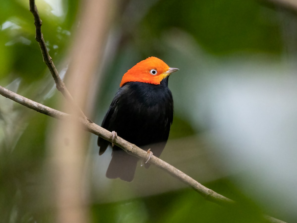 Red-capped Manakin - ML500433641