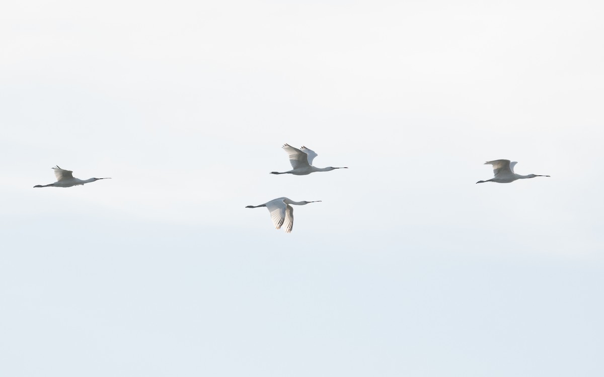 Eurasian Spoonbill - ML500433671