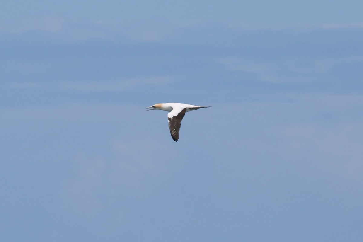 Australasian Gannet - ML500434711