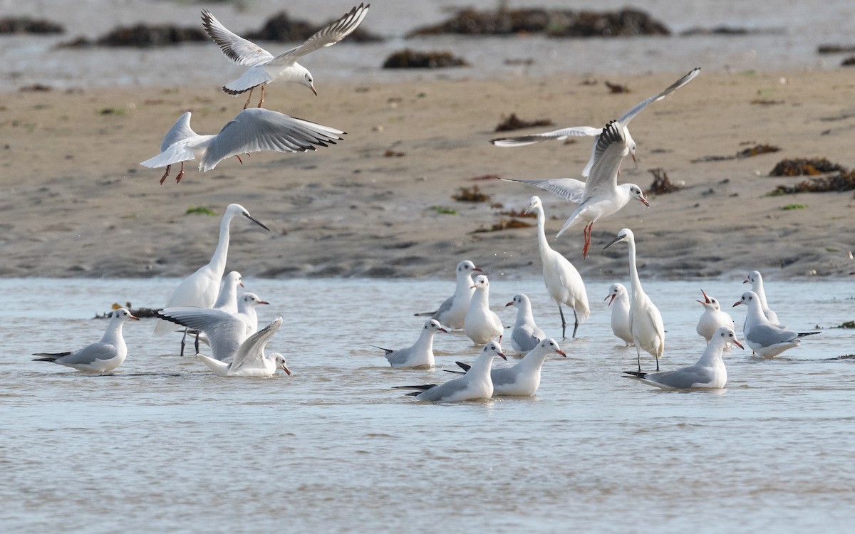 Little Egret - ML500434761