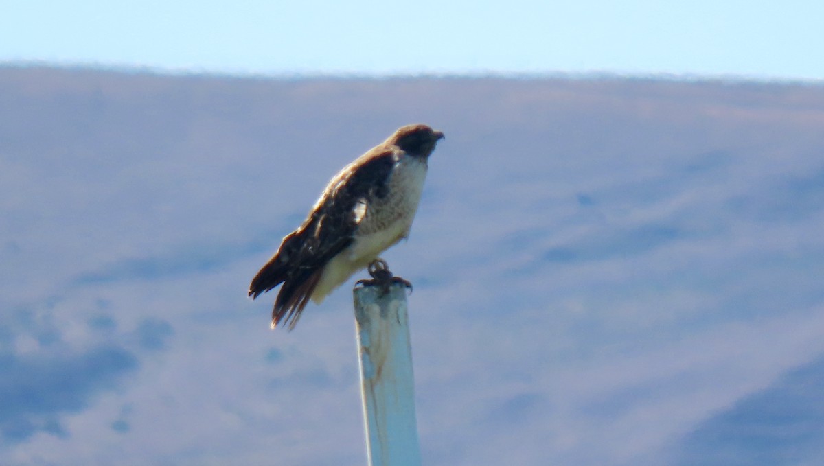 Red-tailed Hawk - ML500435261