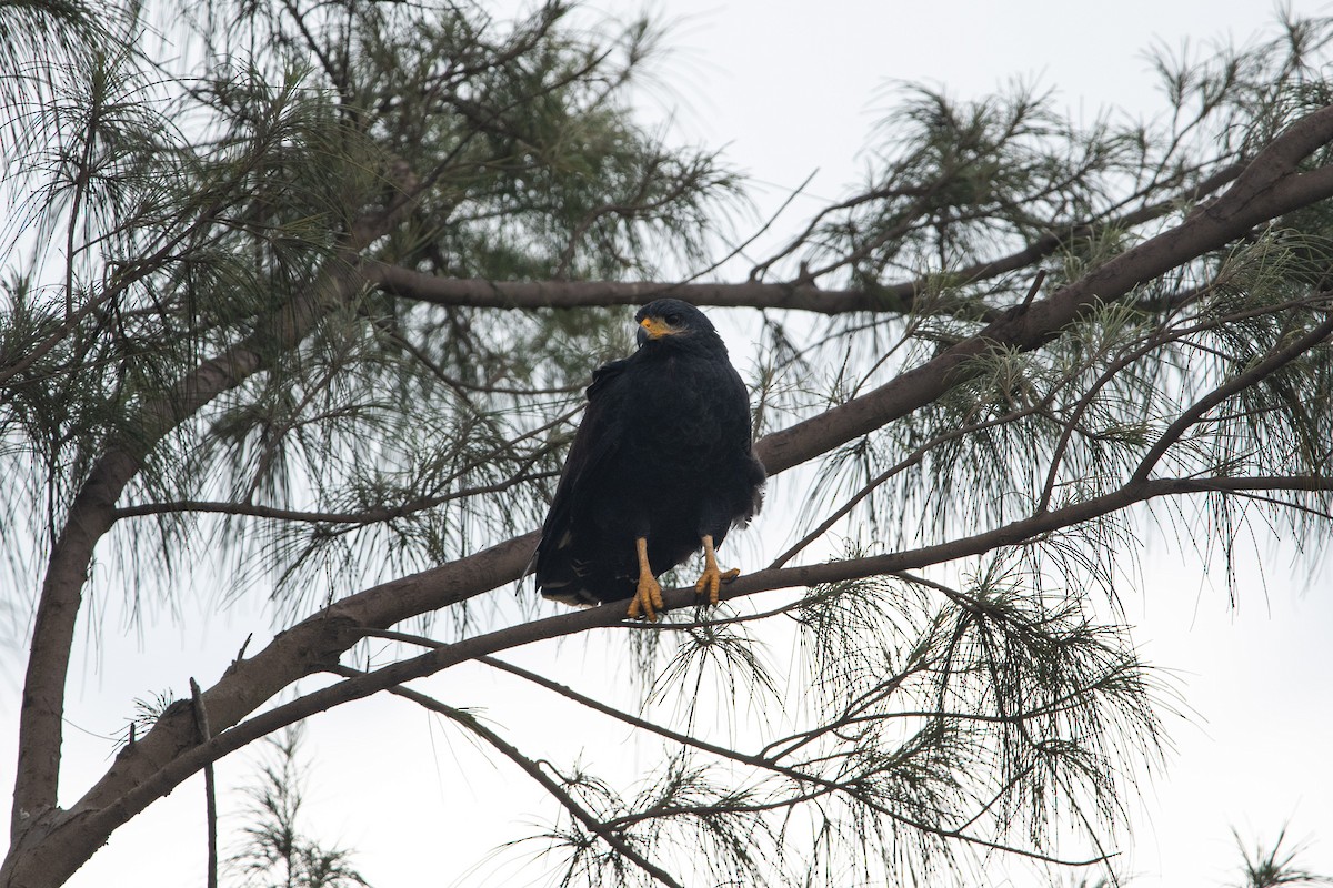 Common Black Hawk - ML500435801