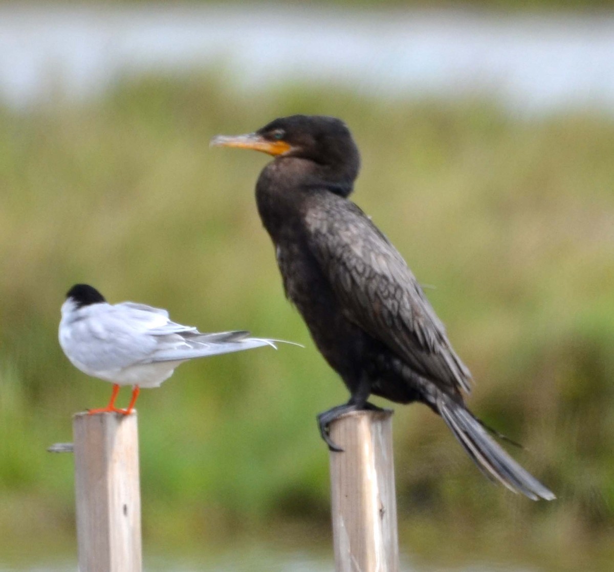 Neotropic Cormorant - ML50043621