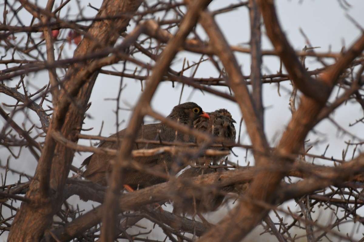 Red-billed Spurfowl - ML500436421