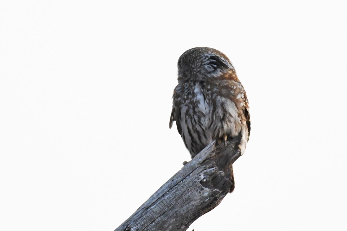 Pearl-spotted Owlet - ML500436431