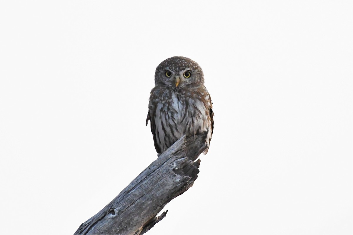 Pearl-spotted Owlet - ML500436441