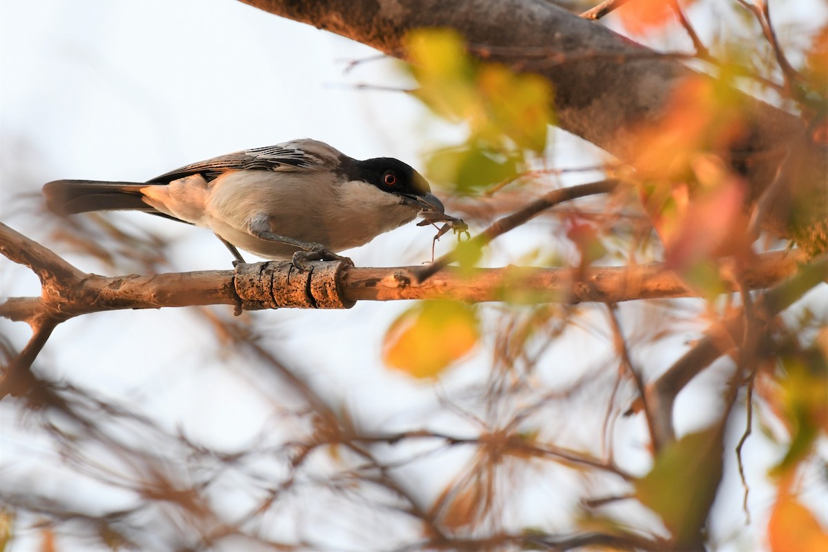 Black-backed Puffback - ML500436471