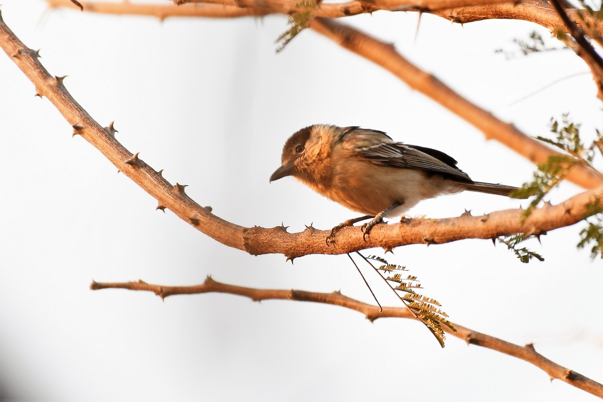 Black-backed Puffback - ML500436481