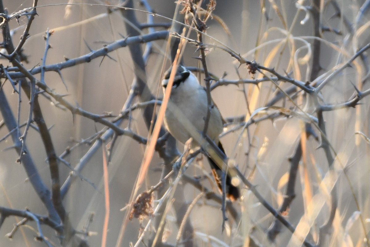 Brown-crowned Tchagra - ML500436501