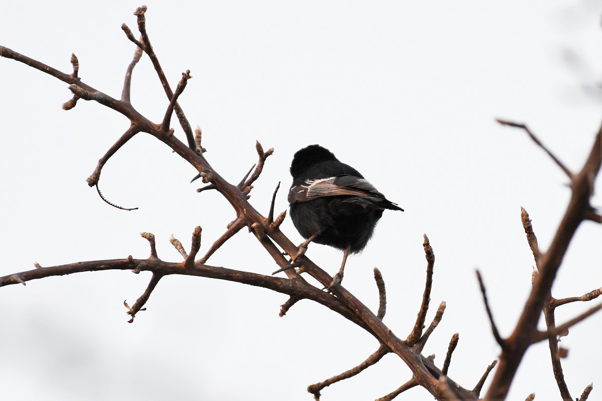 Carp's Tit - ML500436521