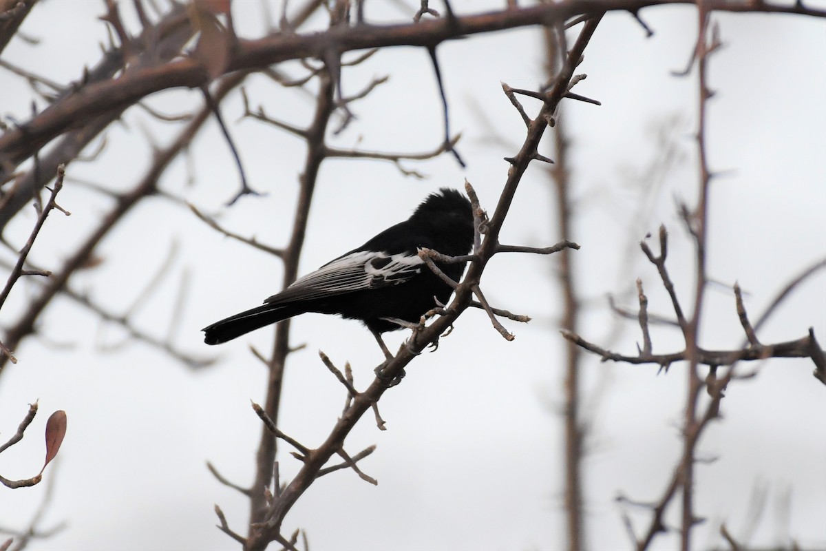 Carp's Tit - ML500436531