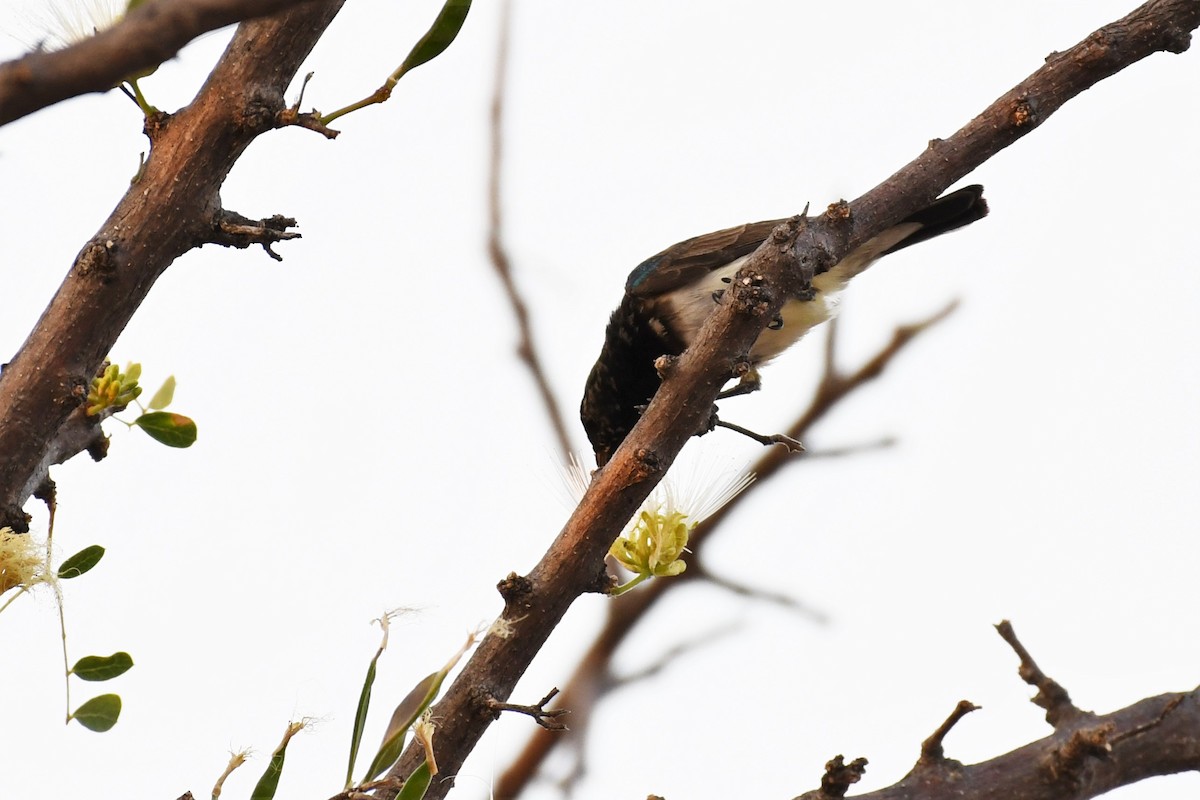 White-breasted Sunbird - ML500436571