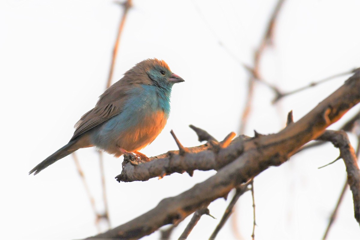 Southern Cordonbleu - ML500436581