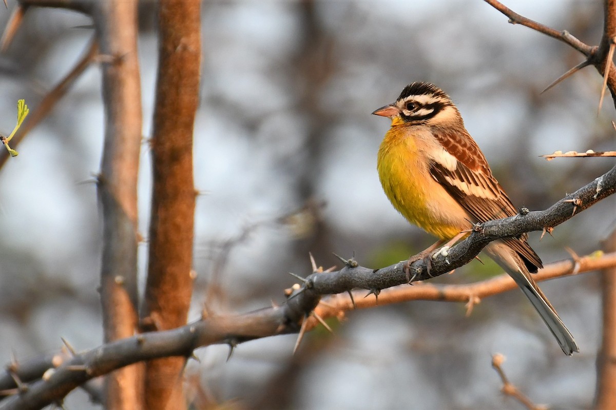 Golden-breasted Bunting - ML500436591