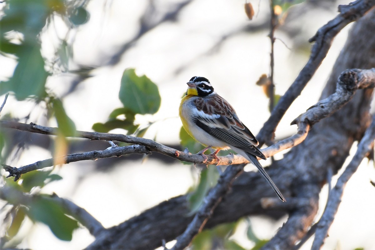 Golden-breasted Bunting - ML500436601