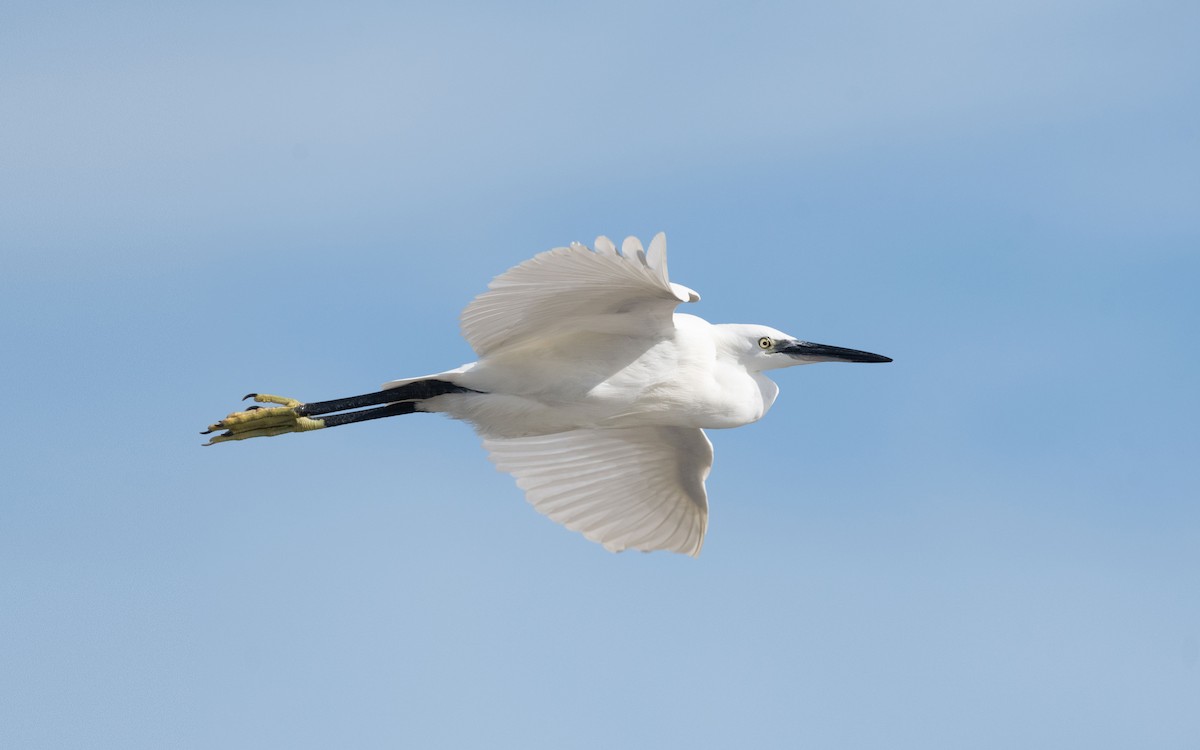 Little Egret - ML500436831