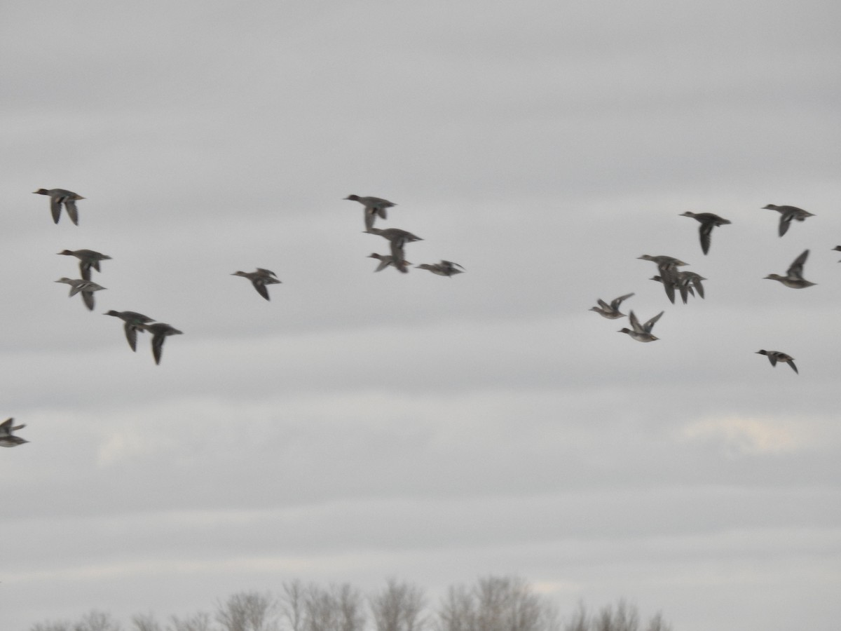Green-winged Teal - ML500437421