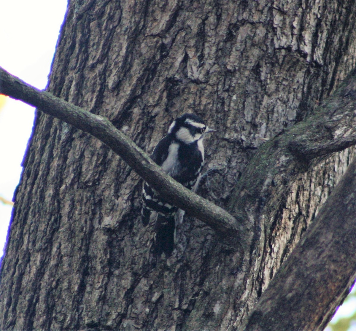 Downy Woodpecker - ML500438151