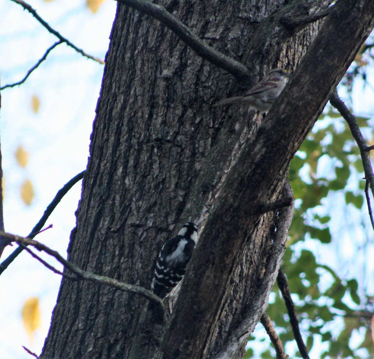 Downy Woodpecker - ML500438161