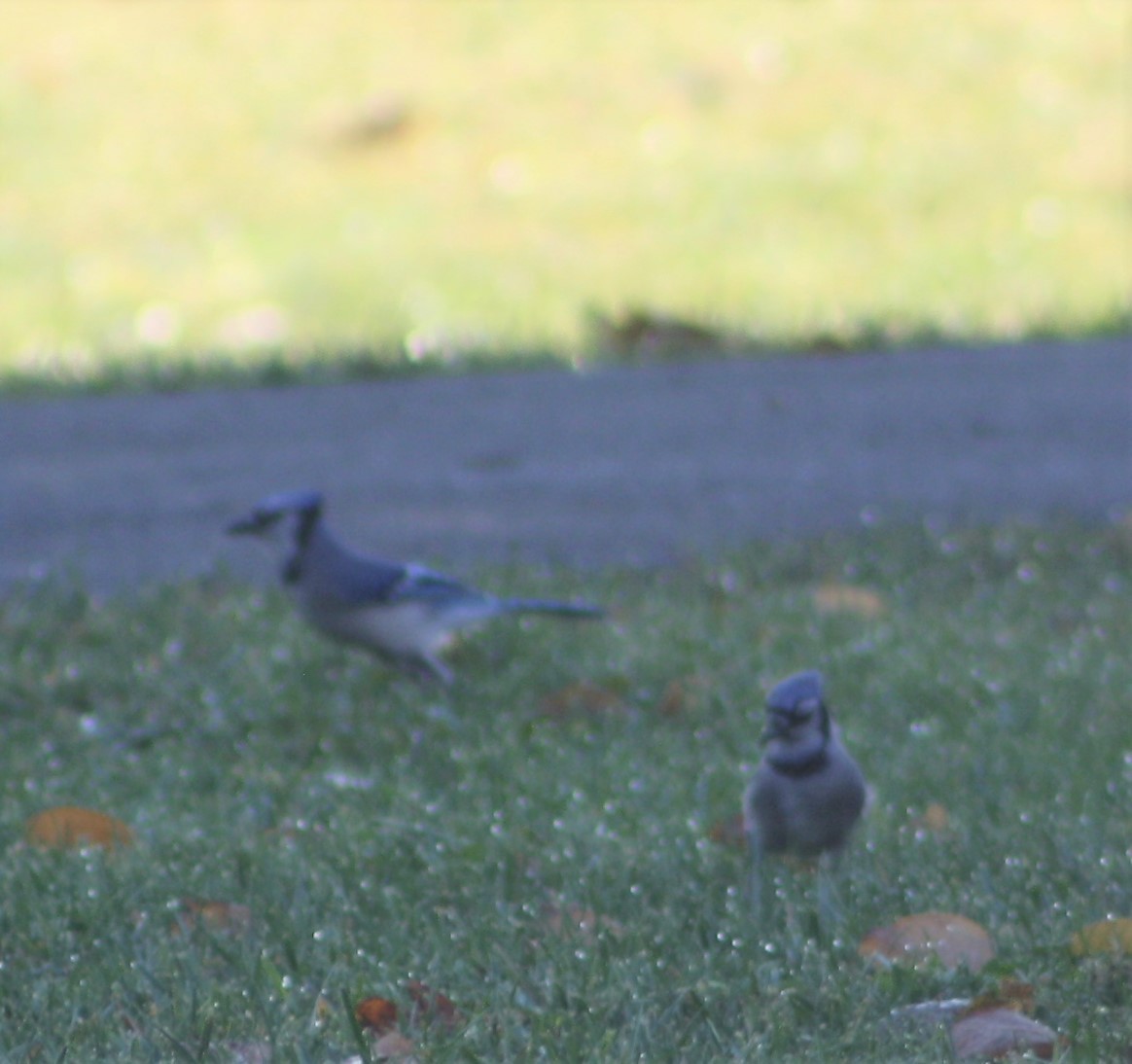 Blue Jay - ML500438181