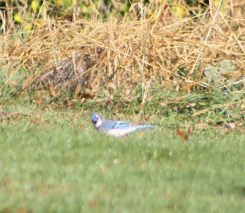 sojka chocholatá - ML500438191