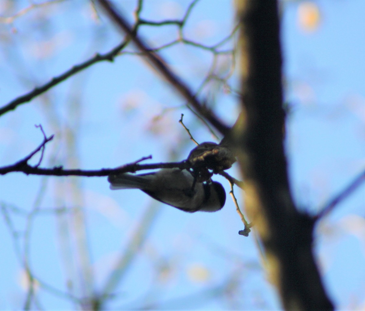 Carolina Chickadee - ML500438201